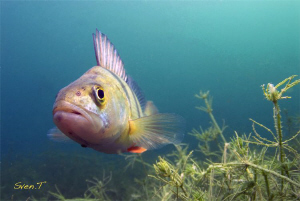 Curious perch by Sven Tramaux 